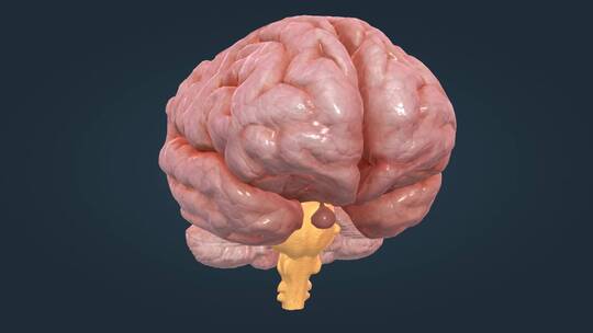 3D人体器官大脑中枢神经系统医疗动画全息