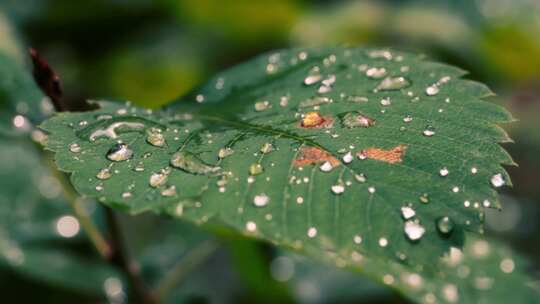 特写雨后大自然