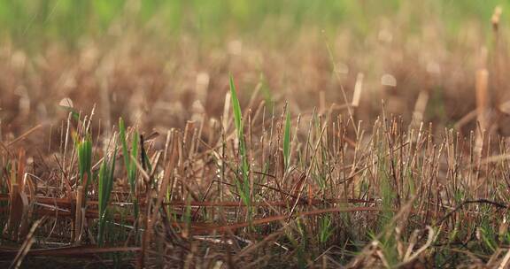 雨水滋养着湿地草原植物的生长4K