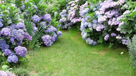 【精品】绣球花花语植物园