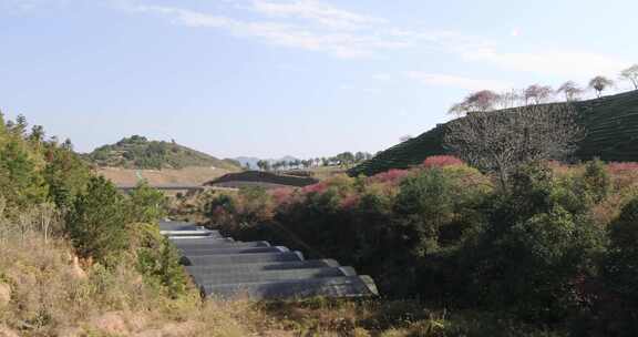 福建漳平龙岩永福樱花茶园