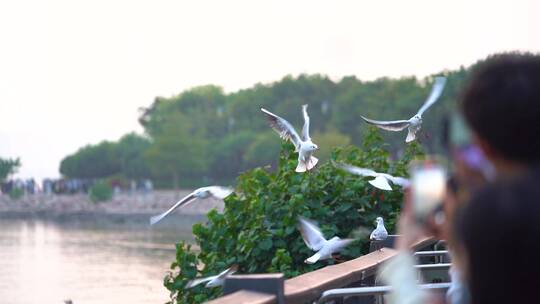 深圳湾海鸥过冬