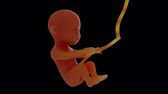 人类胚胎视频素材模板下载