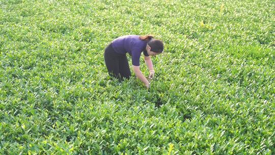 安溪采茶摘茶叶铁观音茶园采茶