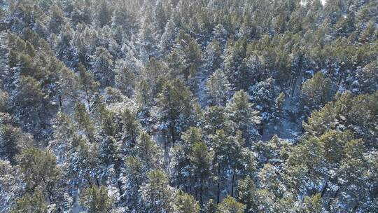 航拍下雪时的林海雪原绿色松林视频素材模板下载