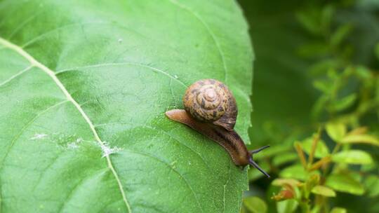 蜗牛在绿叶上爬行