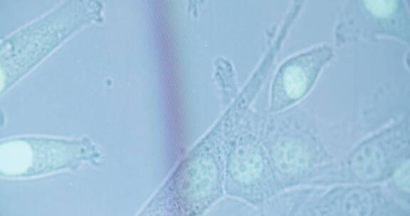 微距镜头下移动的细菌