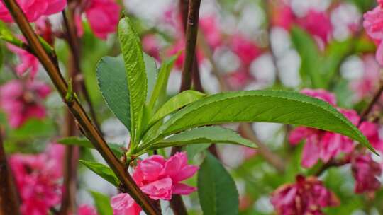 春天桃花叶子发芽