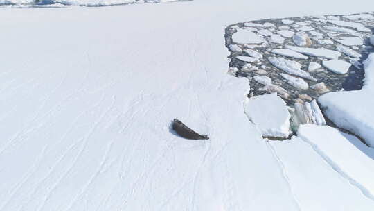 威德尔海豹休息南极洲雪鸟瞰图视频素材模板下载