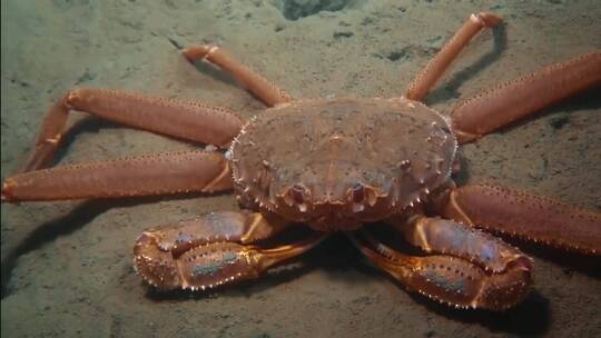 海底世界的奇妙生物