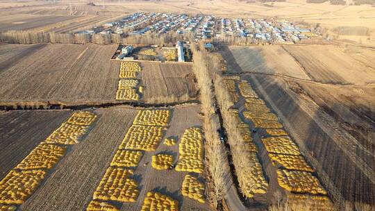 东北秋天铺满玉米的大地和村庄