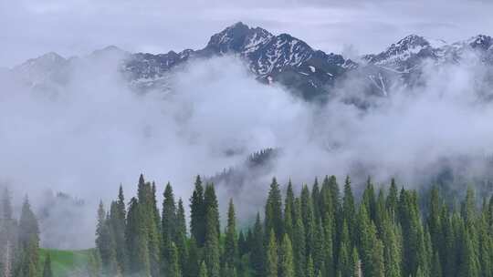 航拍新疆雪山森林风光