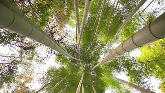 大自然风景美丽的竹海竹林竹子枝繁叶茂