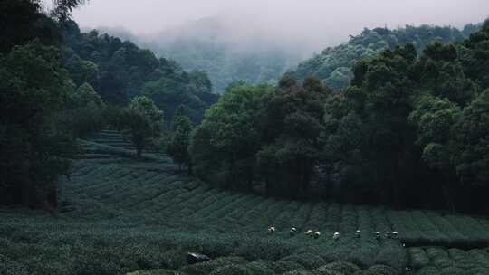 杭州清明采茶