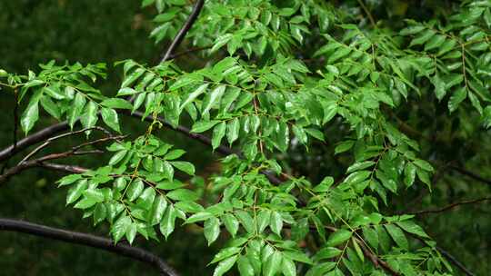 雨后绿色树枝清新自然