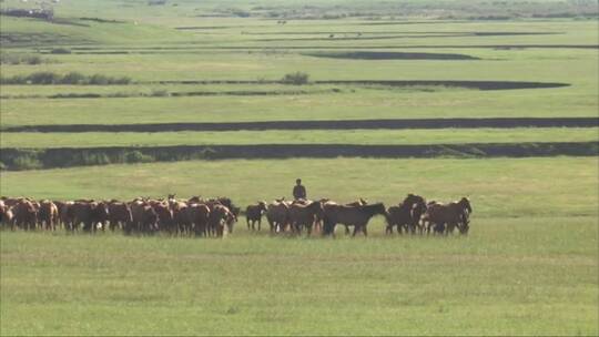 内蒙古草原上放牧的牧马人
