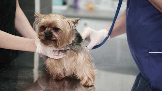 宠物医院在给宠物狗用听诊器看病检查