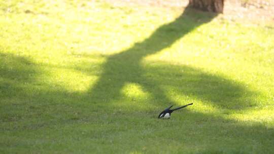 一只喜鹊在绿色的草地上觅食