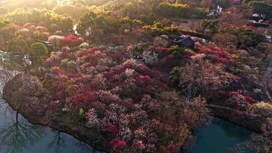 西溪湿地梅花航拍