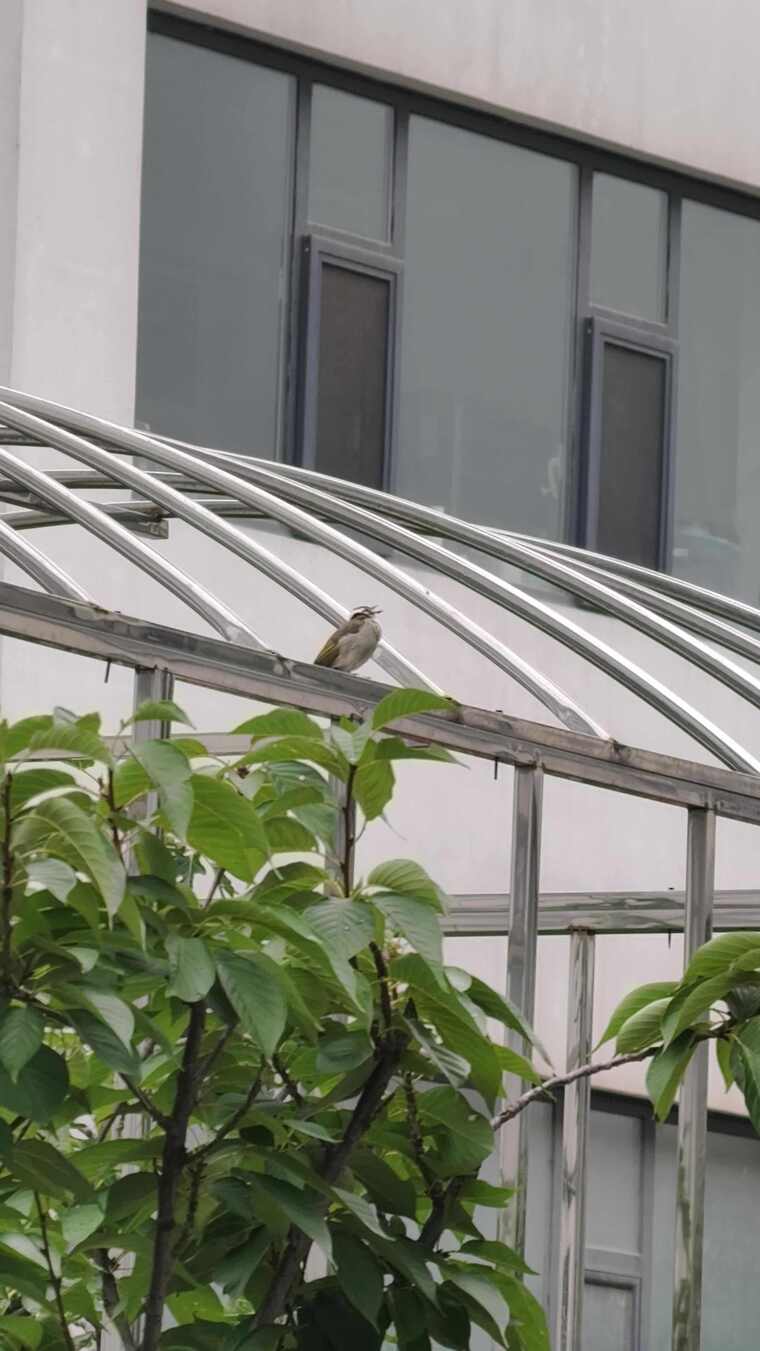 白头鹎（白头翁）鸣叫