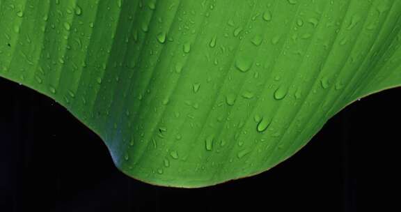 江南春天春雨雨珠芭蕉叶