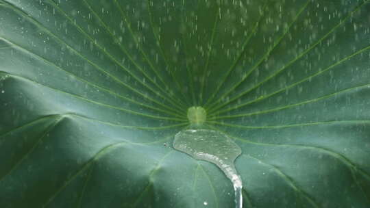 下雨荷叶水滴水珠慢镜头升格