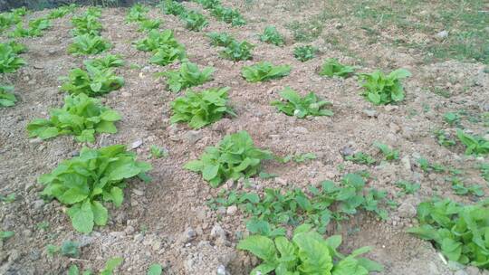 蔬菜种植菜园里白菜