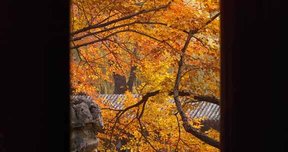 北京秋天红叶 秋景