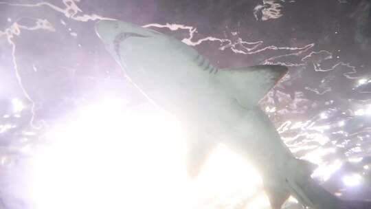 水族馆游玩 头顶游荡鲨鱼 自然动物视频素材模板下载