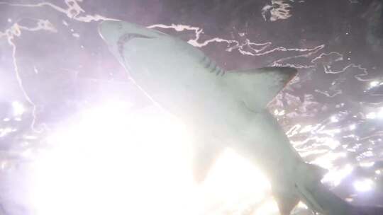 水族馆游玩 头顶游荡鲨鱼 自然动物