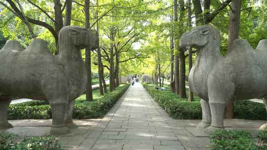 南京明孝陵景区石象路骆驼雕塑慢镜头素材