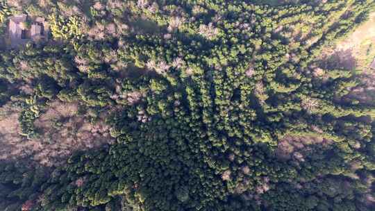 4k无人机航拍自然风光 俯拍鸟瞰森林