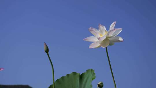 夏天池塘荷花莲花开放夏至立夏