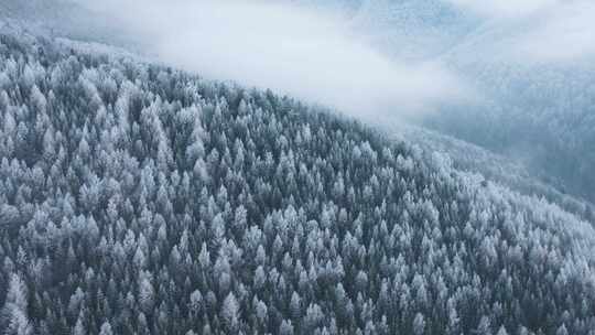 被雪覆盖的森林