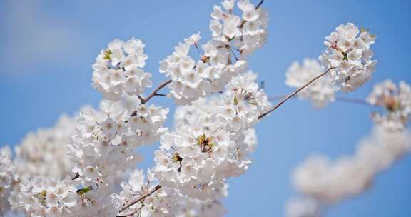 春天春季唯美的樱花空镜实拍