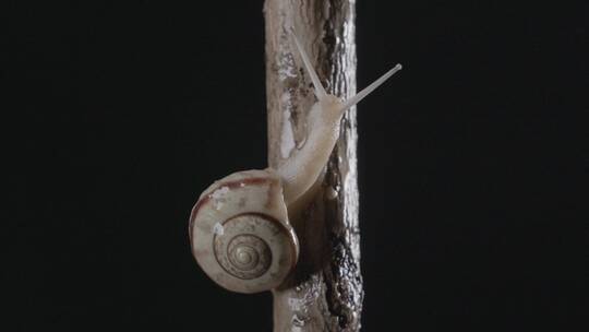 蜗牛树杆爬行LOG视频素材模板下载