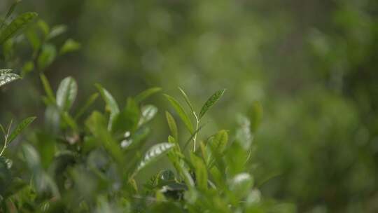 【4K】武夷山春茶茶叶特写