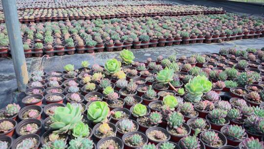 花卉种植花园植物园绿色红色多肉养殖基地