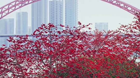 广州喜临院最美木棉花航拍高清4K视频视频素材模板下载