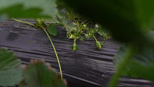 草莓园 农田 农业作物 水果 绿色植物 温室