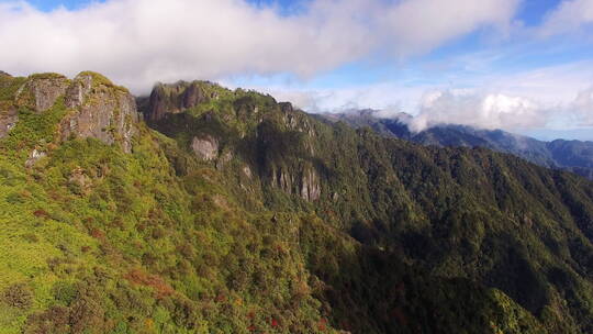 航拍高山秋色森林