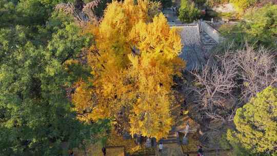 深秋的灵岩寺，色彩斑斓