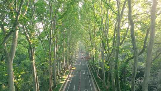 南京钟山风景区清晨陵园路梧桐树视频素材模板下载