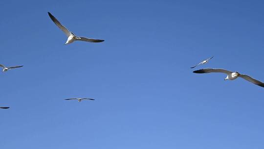 蓝天大海沙滩海鸥飞翔慢动作生态保护