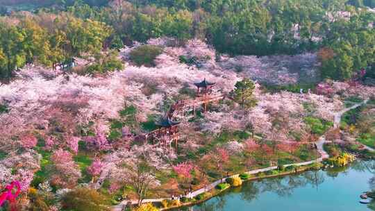 春季武汉樱花园盛花期航拍