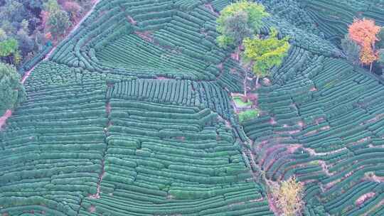 唯美杭州西湖龙井茶文化景区航拍茶园地茶叶