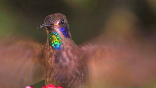 紫罗兰耳蜂鸟