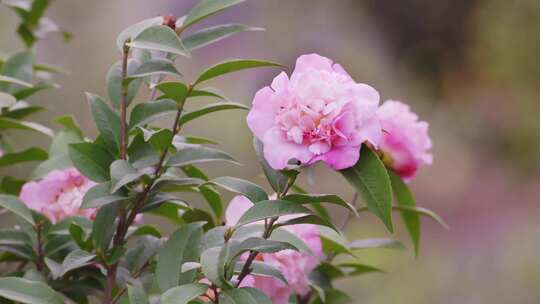 春天山茶花开