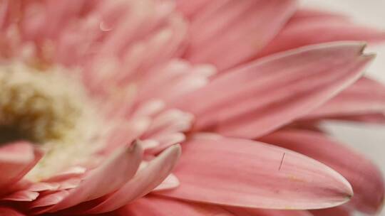 【镜头合集】微距粉色非洲菊雏菊