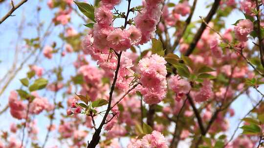 春分时节盛开的日本晚樱花实拍